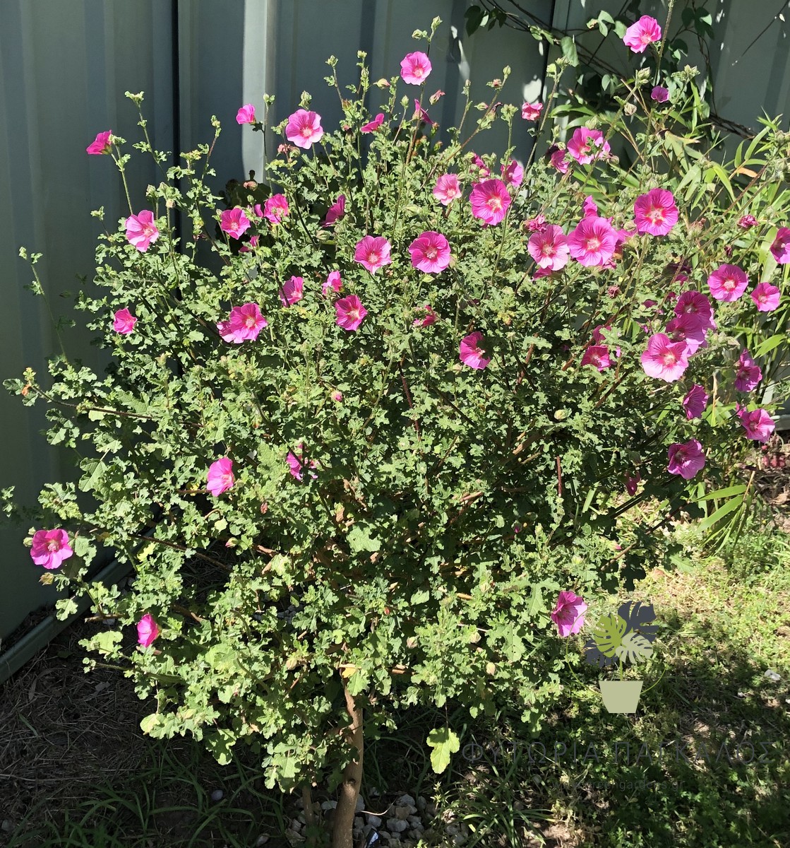 🌷 ΑΝΙΣΟΝΤΟΤΕΑ – Anisodontea capensis - 3